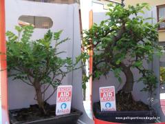 2-3-4 Aprile Raccolta Fondei Anlaids 21